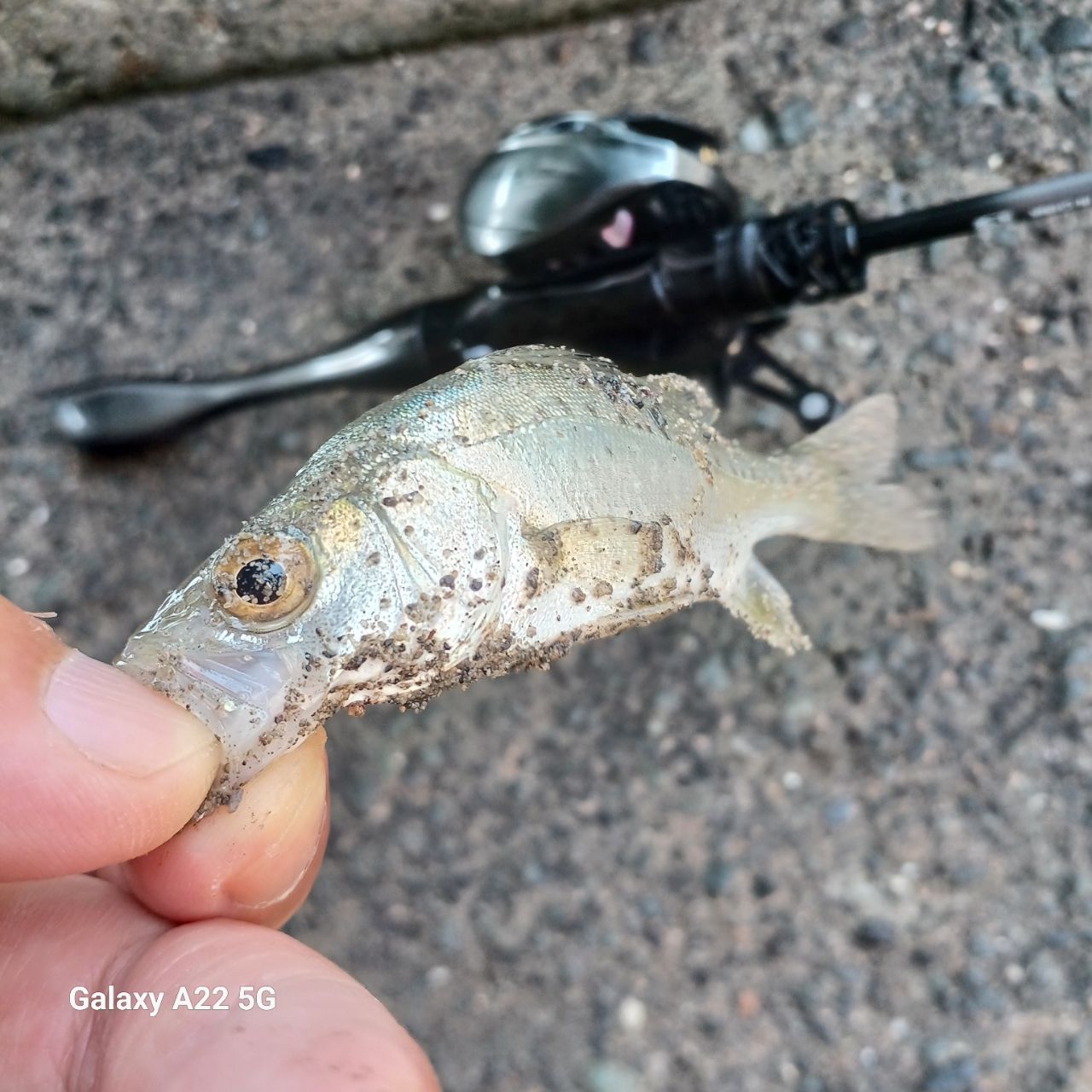 セイゴ（マルスズキ）