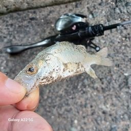 セイゴ（マルスズキ）