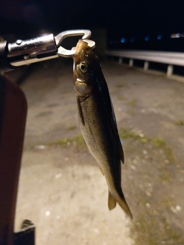 ウグイの釣果