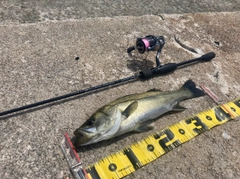 フッコ(マルスズキ)の釣果