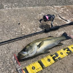 フッコ（マルスズキ）