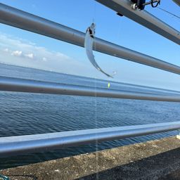 カタクチイワシ