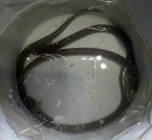 ウナギの釣果