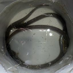 ウナギ