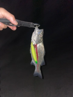 ヒラスズキの釣果