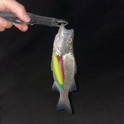 ヒラスズキ