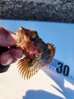 カサゴの釣果
