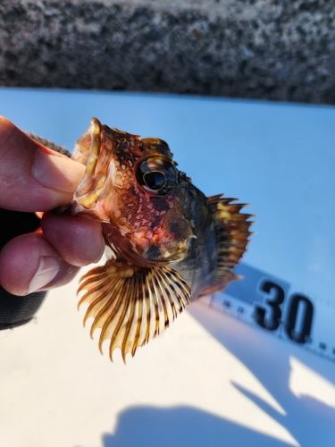 カサゴの釣果
