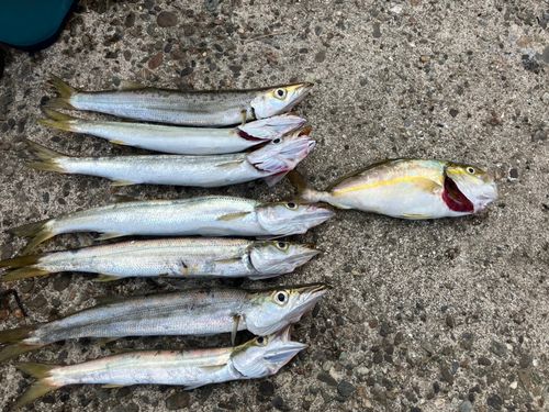 カマスの釣果