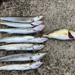 カマス