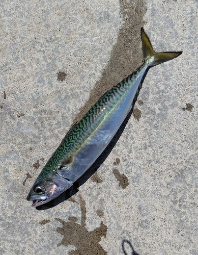 サバの釣果