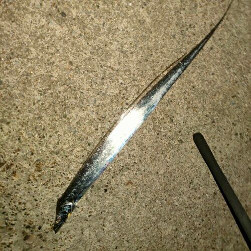 タチウオの釣果