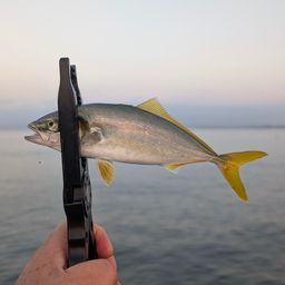 ワカシ