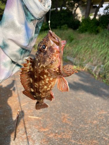 カサゴの釣果