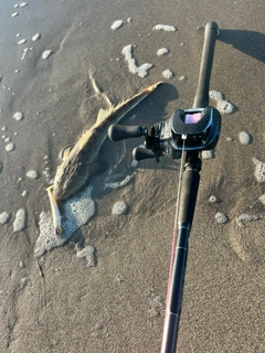 マゴチの釣果