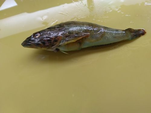 アナハゼの釣果