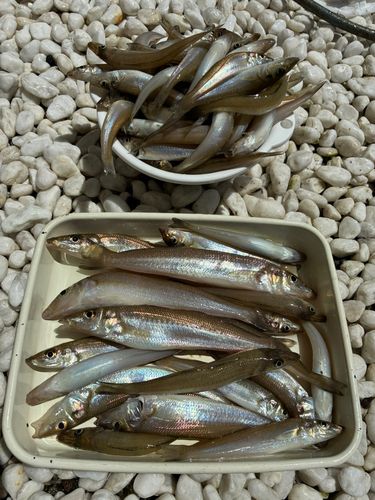 キスの釣果
