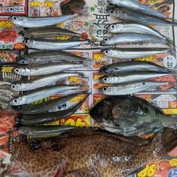 オオモンハタ
