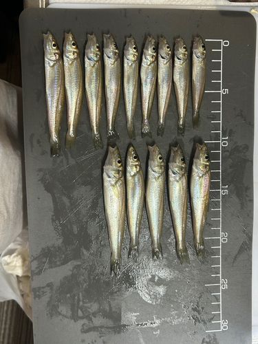 シロギスの釣果