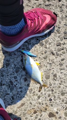 シオの釣果