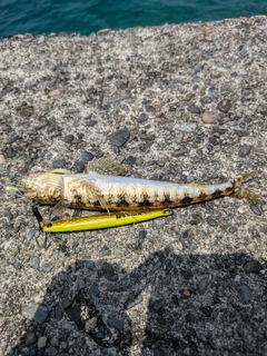 ミナミアカエソの釣果