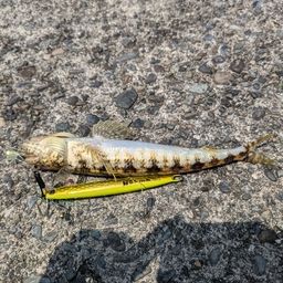 ミナミアカエソ