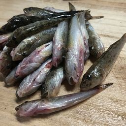 ハゼ