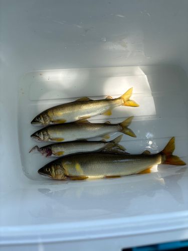アユの釣果