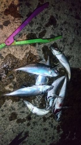 マアジの釣果