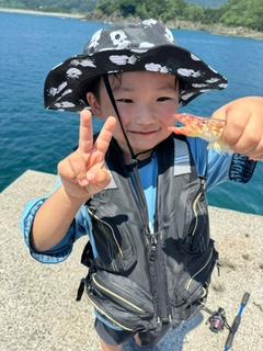 エソの釣果
