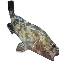 カサゴ