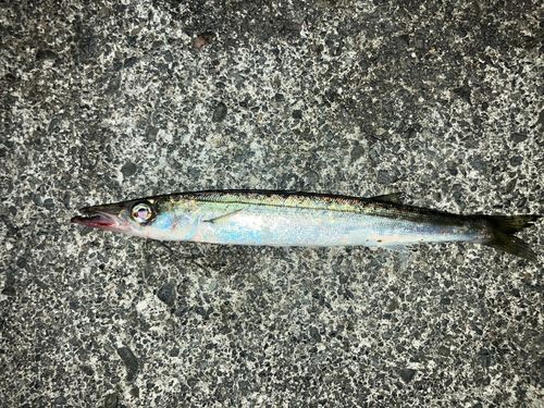 カマスの釣果