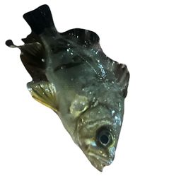 メバル