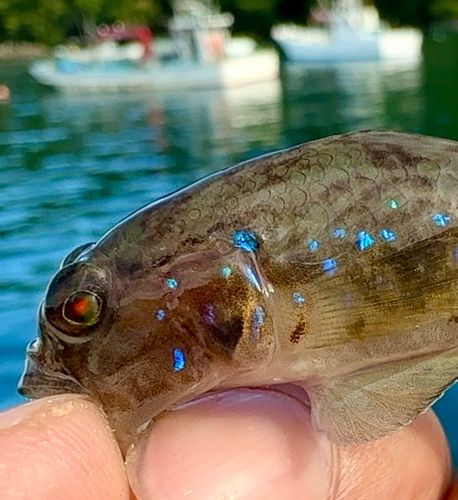 スジハゼの釣果