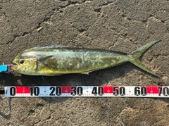 シイラの釣果