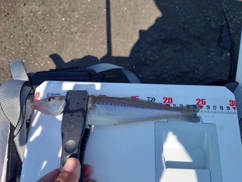 キスの釣果