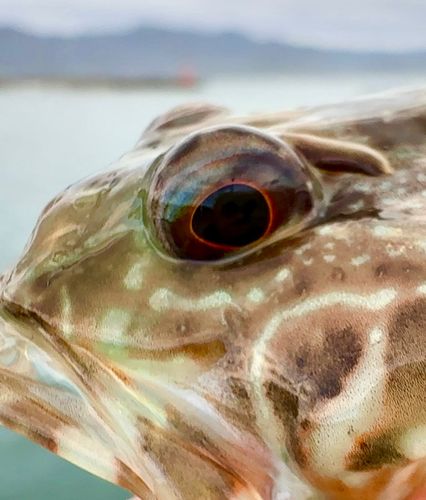 ニジカジカの釣果