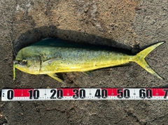 シイラの釣果