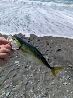 ワカシの釣果