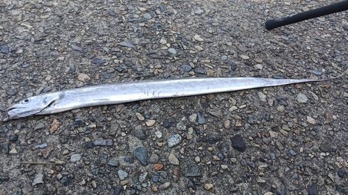 タチウオの釣果