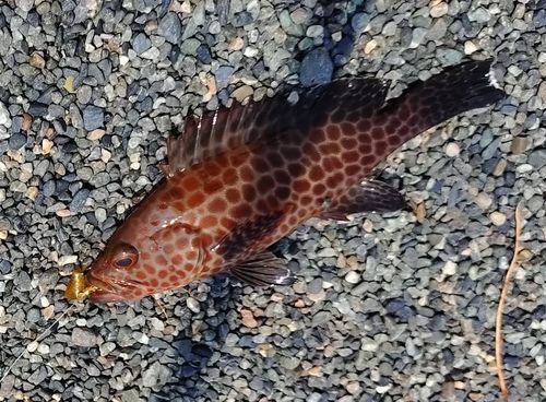 オオモンハタの釣果