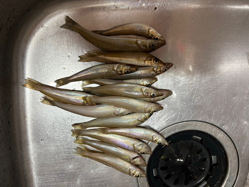 シロギスの釣果