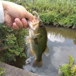 ラージマウスバス