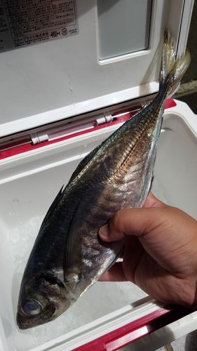 マアジの釣果