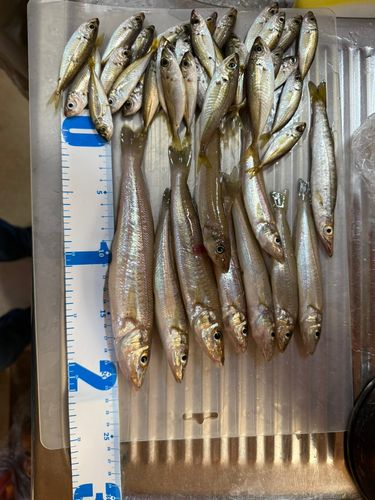 シロギスの釣果