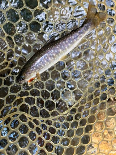 アメマスの釣果