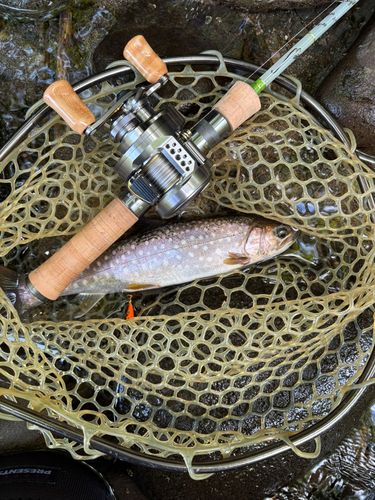 アメマスの釣果