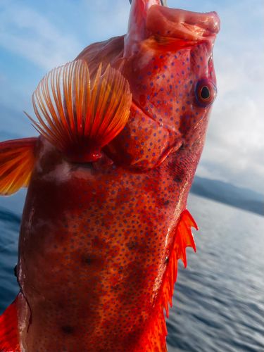 スジアラの釣果