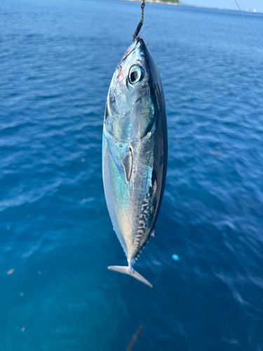 ソウダガツオの釣果