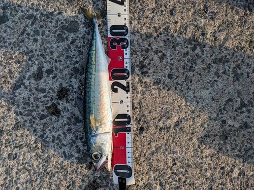 サバの釣果